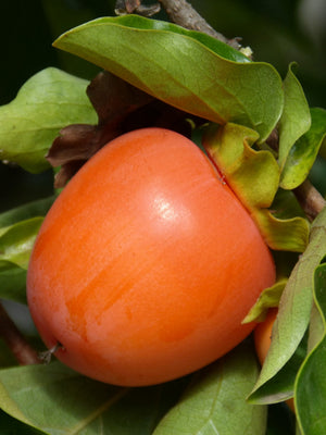 Japanese Persimmon