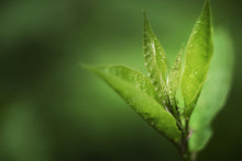 nonenderma ingredient green tea